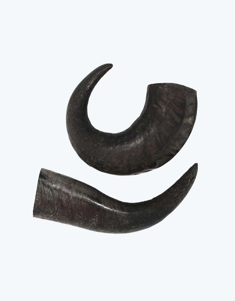Water Buffalo Horns - Dog Chew