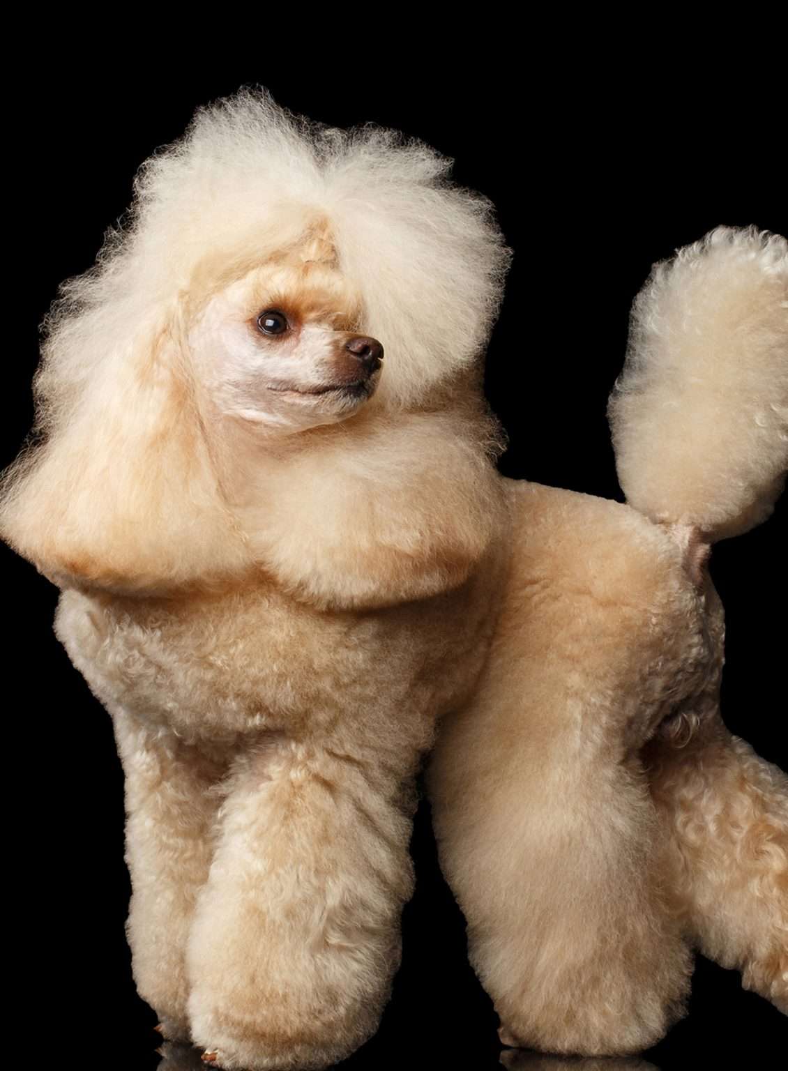 Poodle on Black